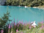 Ferragosto fra la neve, le vipere e le Grolle d'Oro, Agosto