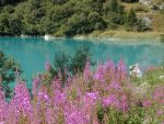 Ferragosto fra la neve, le vipere e le Grolle d'Oro, Agosto