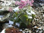 Ferragosto fra la neve, le vipere e le Grolle d'Oro, Agosto